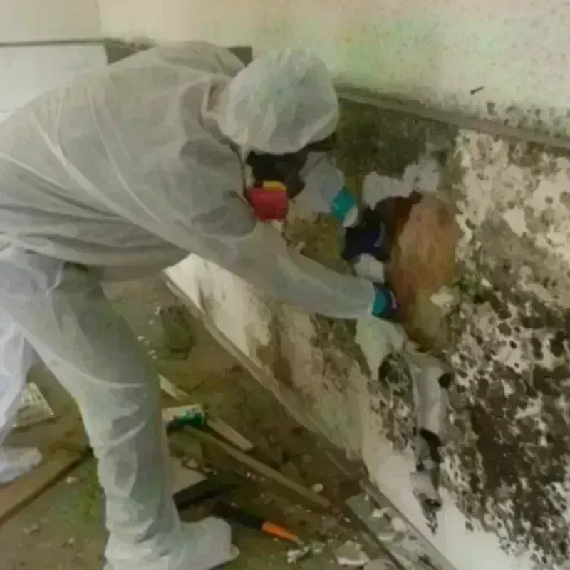 Mold Remediation and Removal in McDonough, GA